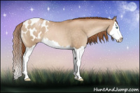 Horse Color:Buckskin Pearl Splash Appaloosa 