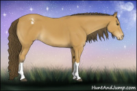 Horse Color:Buckskin Appaloosa