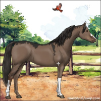 Horse Color:Liver Red Dun 