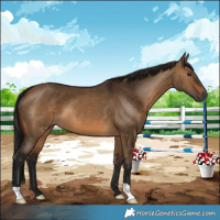 Horse Color:Gray Bay Dun 