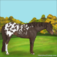 Horse Color:Liver Chestnut Appaloosa 