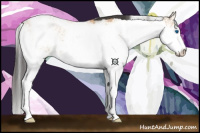 Horse Color:Bay Dun Sabino Splash