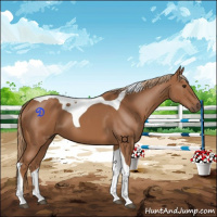 Horse Color:Chestnut Tobiano
