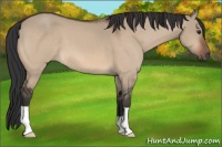 Horse Color:Brown Dun 