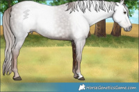 Horse Color:Gray Chestnut 