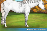 Horse Color:Gray Liver Chestnut Appaloosa
