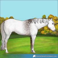 Horse Color:Gray Chestnut 