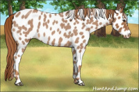 Horse Color:Red Roan Appaloosa 