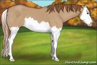 Horse Color:Red Dun Splash 