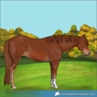 Horse Color:Chestnut 