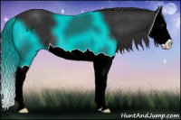 Horse Color:Liver Chestnut Splash 