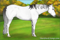 Horse Color:Gray White Spotted Bay Tobiano 