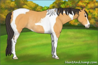 Horse Color:Buckskin Sabino Tobiano Rabicano 