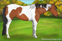 Horse Color:Bay Tobiano 