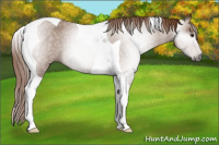 Horse Color:Gray Red Roan Tobiano 
