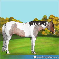 Horse Color:Brown Roan Tobiano 