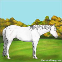 Horse Color:Gray Bay Roan Tobiano 