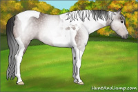 Horse Color:Gray Bay Tobiano 