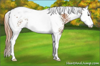 Horse Color:White Spotted Chestnut Splash Tobiano Rabicano 