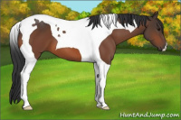 Horse Color:Bay Tobiano 