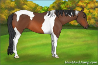 Horse Color:Bay Tobiano