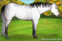 Horse Color:Gray Void Buckskin Sabino Tobiano Appaloosa 