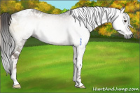 Horse Color:Gray Liver Red Onyx Tobiano Rabicano