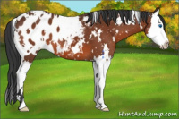 Horse Color:White Spotted Bay Splash Appaloosa 