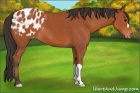 Horse Color:Brown Appaloosa 