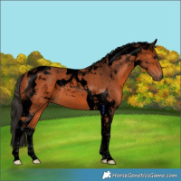 Horse Color:Void Bay Tobiano 