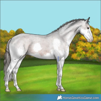 Horse Color:Brown Splash Appaloosa 