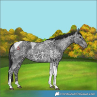 Horse Color:Black Ice Tobiano 