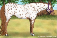 Horse Color:Chestnut Appaloosa
