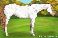Horse Color:Chestnut Pearl Appaloosa Rabicano