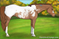 Horse Color:Chestnut Snowcap Rabicano 