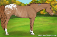 Horse Color:Chestnut Appaloosa Rabicano 