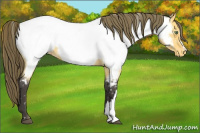 Horse Color:Buckskin Roan Appaloosa 