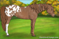 Horse Color:Chestnut Appaloosa 