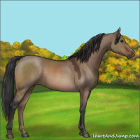 Horse Color:Brown Dun 