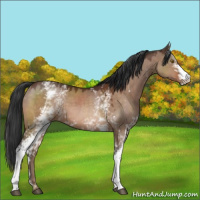 Horse Color:White Spotted Brown Dun 