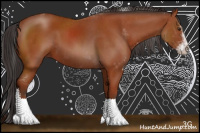 Horse Color:Brown Sabino 