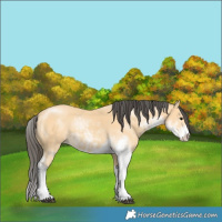 Horse Color:Buckskin Sabino