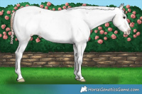 Horse Color:Brown Dun Sabino Snowcap Rabicano 