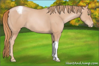 Horse Color:Gold Champagne Appaloosa