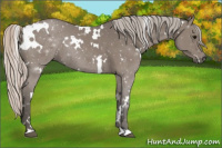 Horse Color:White Spotted Silver Black Rabicano 