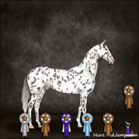 Horse Color:Brown Dun Appaloosa Brindle 