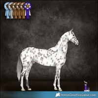 Horse Color:Brown Dun Appaloosa Brindle 