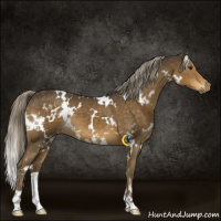 Horse Color:White Spotted Chocolate Palomino 