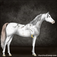 Horse Color:Liver Chestnut Sabino