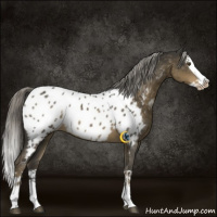 Horse Color:Chocolate Palomino Mushroom Splash Near Leopard Rabicano 